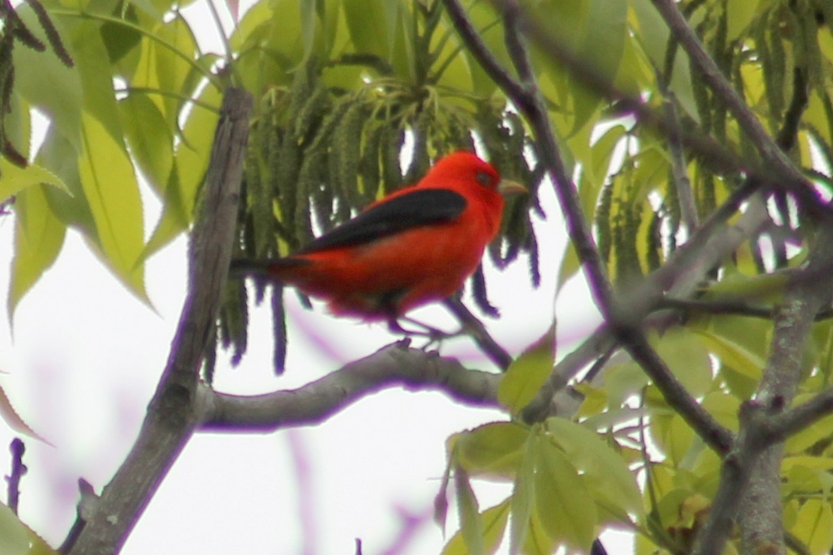 Scarlet Tanager - ML618537973