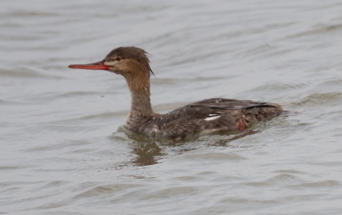 Red-breasted Merganser - Angie W