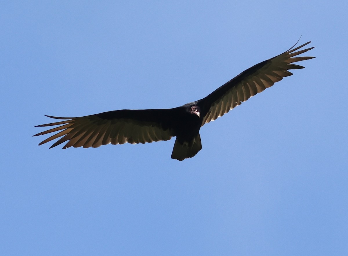 Turkey Vulture - Sally Veach