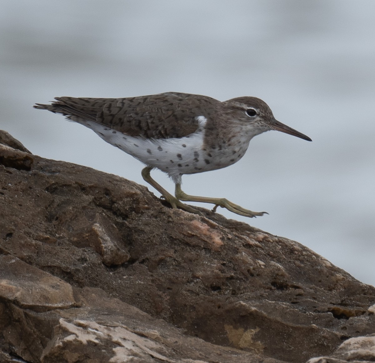 Spotted Sandpiper - Angie W