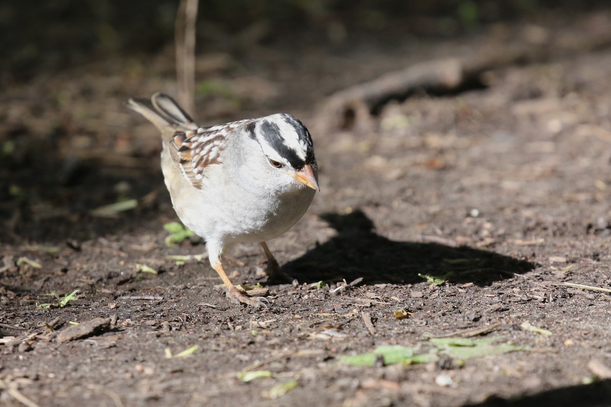 White-crowned Sparrow - David Rupp