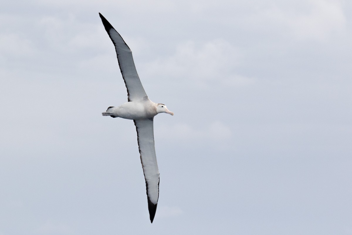 Antipodean Albatross (New Zealand) - ML618538043