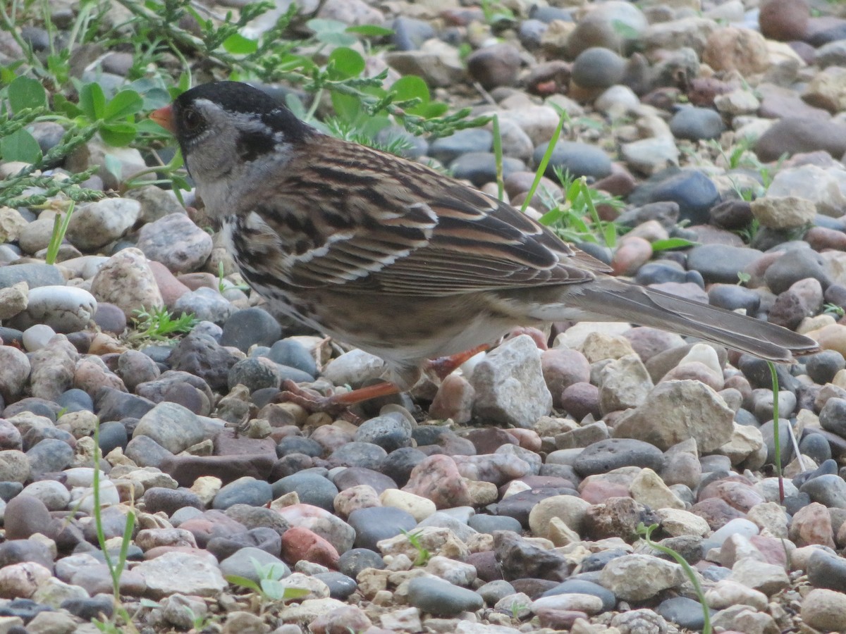 Harris's Sparrow - Mark Noble