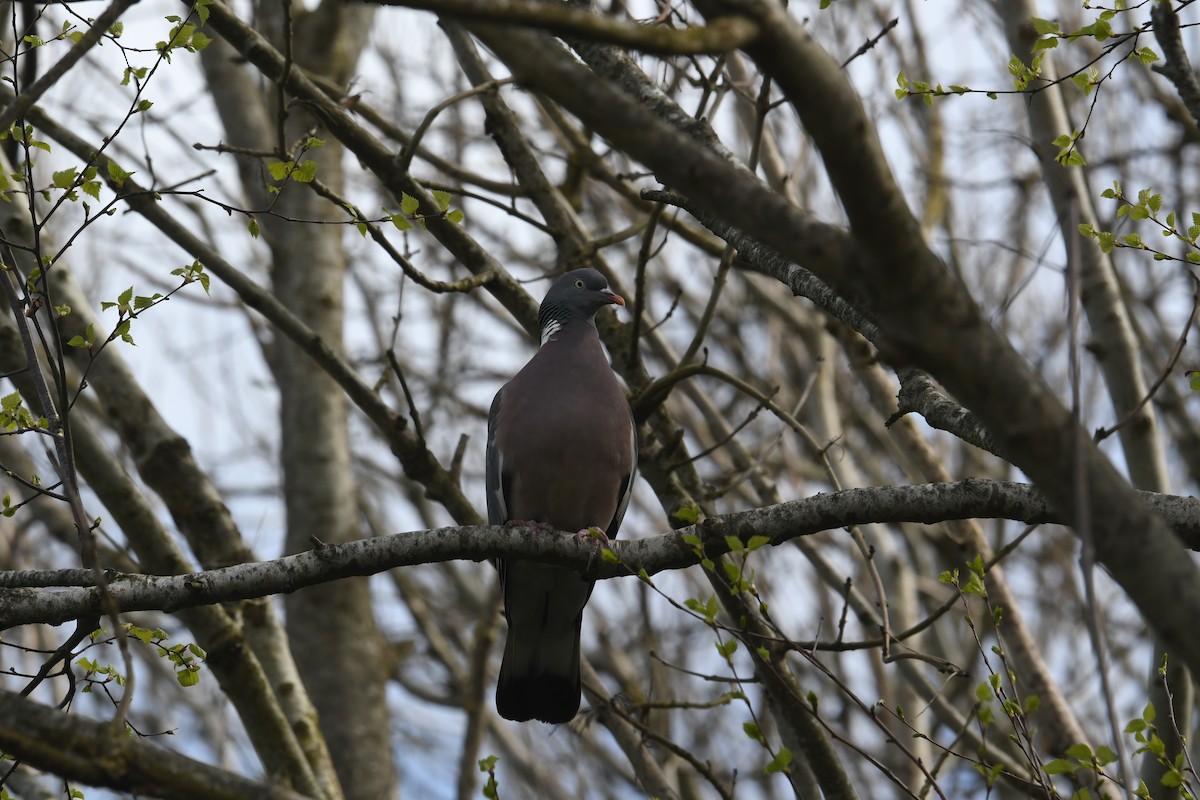 Common Wood-Pigeon (White-necked) - ML618538074