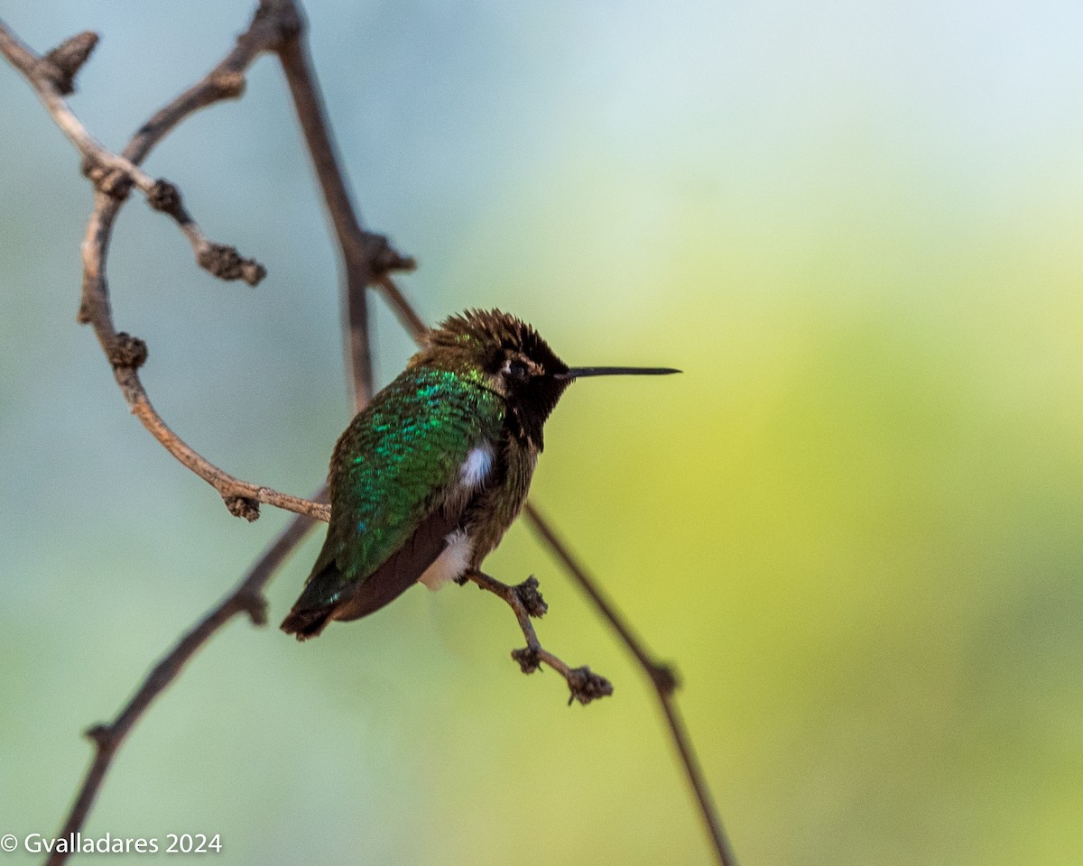 Anna's Hummingbird - ML618538194