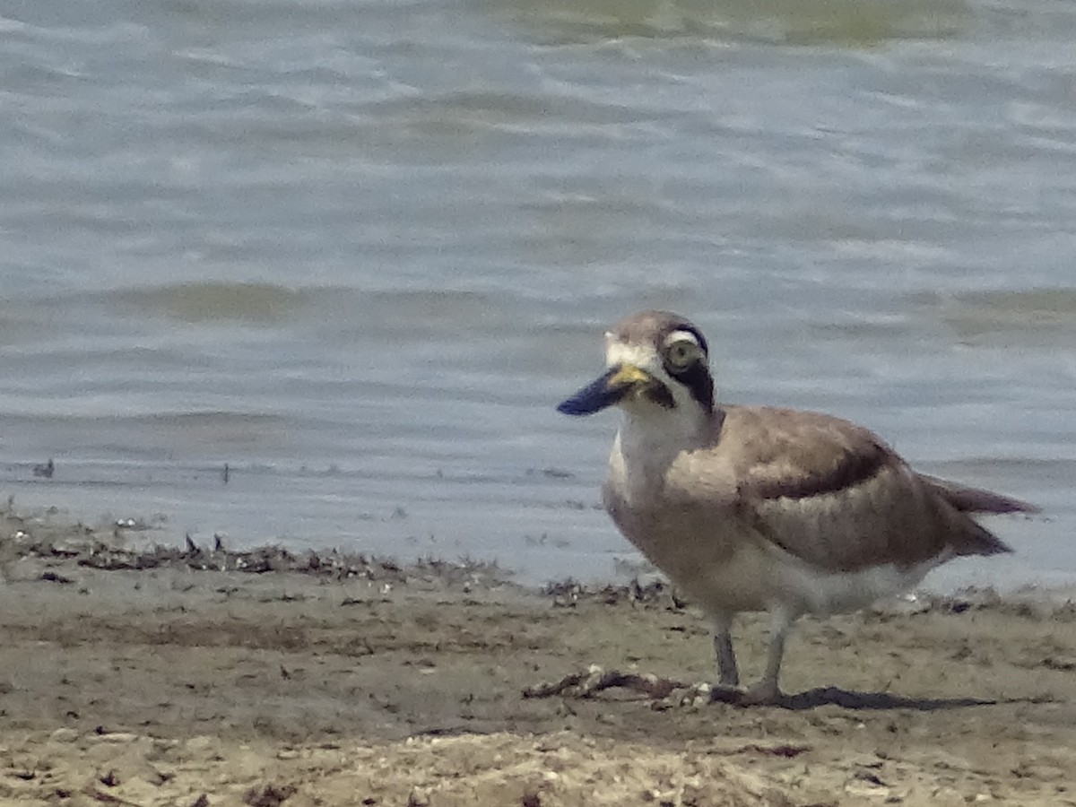 Great Thick-knee - ML618538233