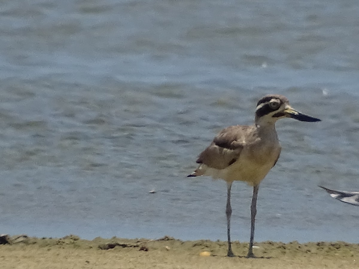 Great Thick-knee - ML618538234
