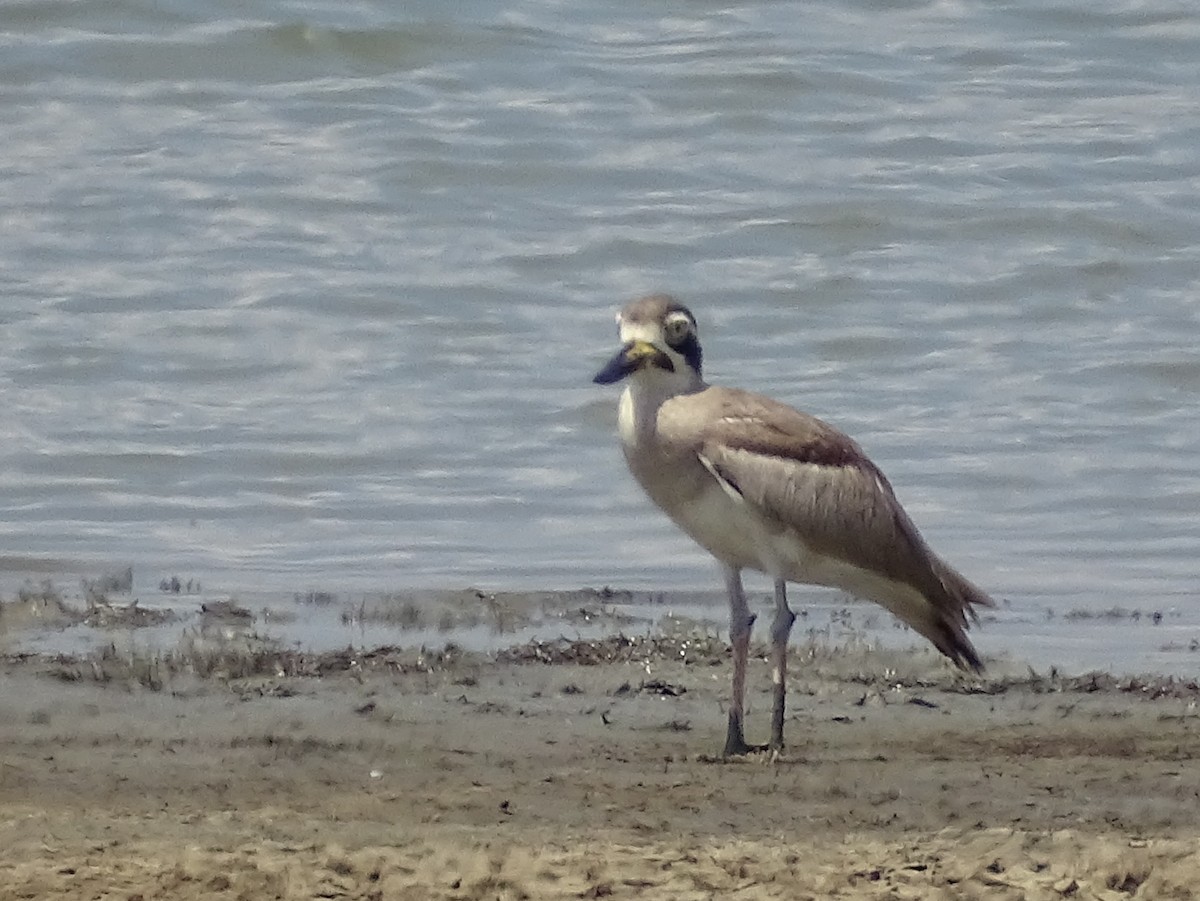 Great Thick-knee - ML618538235