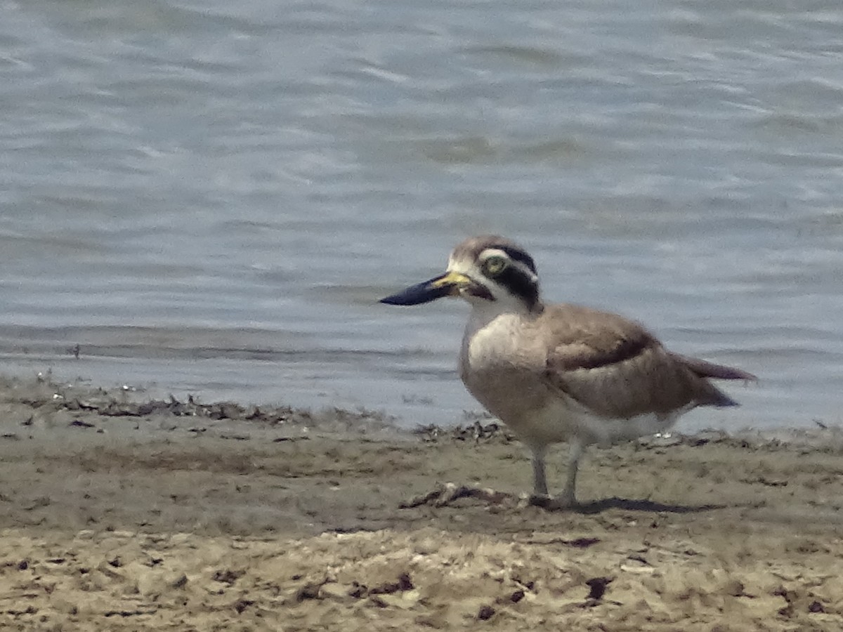 Great Thick-knee - ML618538236
