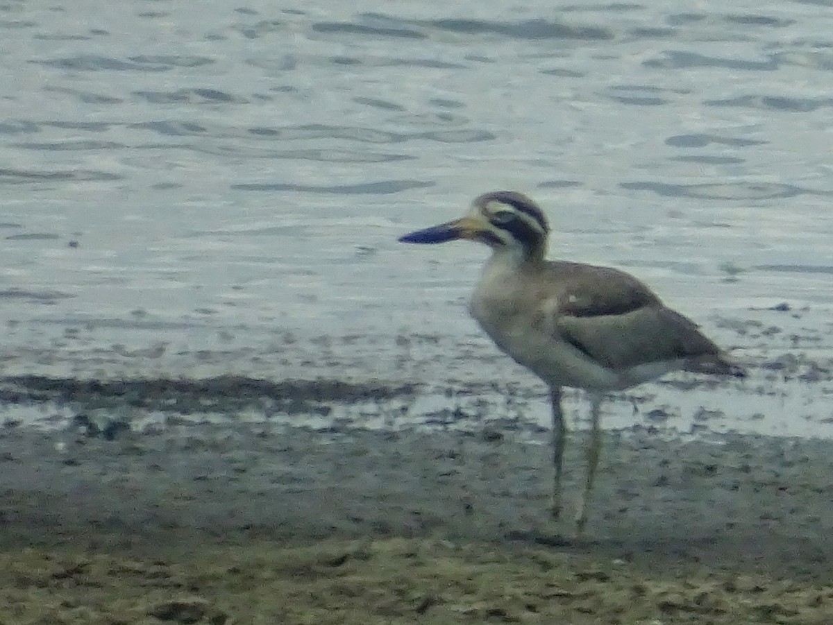 Great Thick-knee - ML618538237