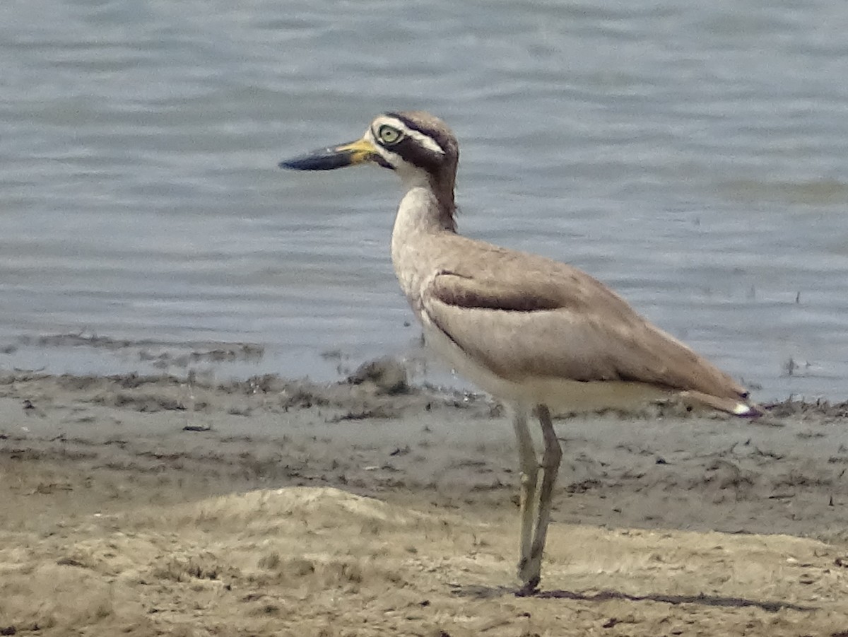 Great Thick-knee - ML618538238
