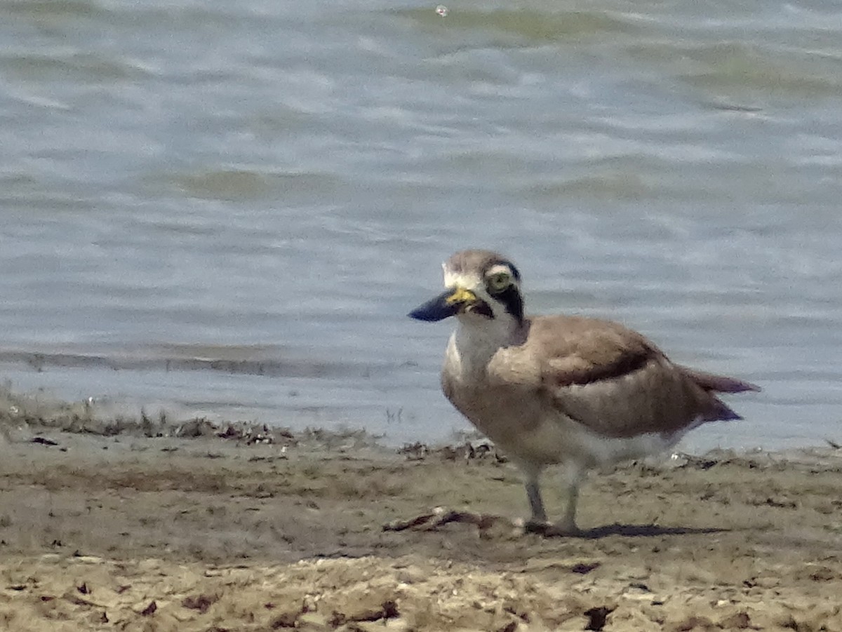 Great Thick-knee - ML618538239