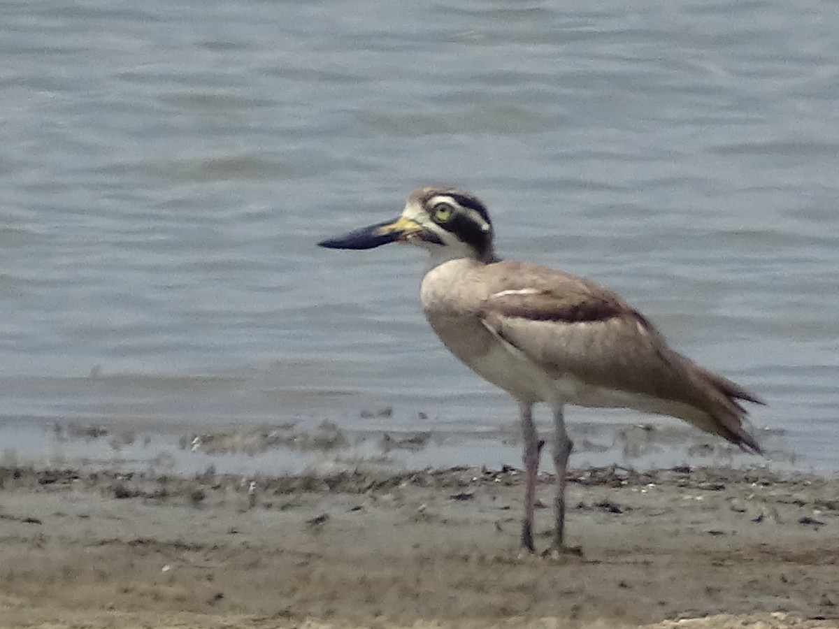 Great Thick-knee - ML618538240