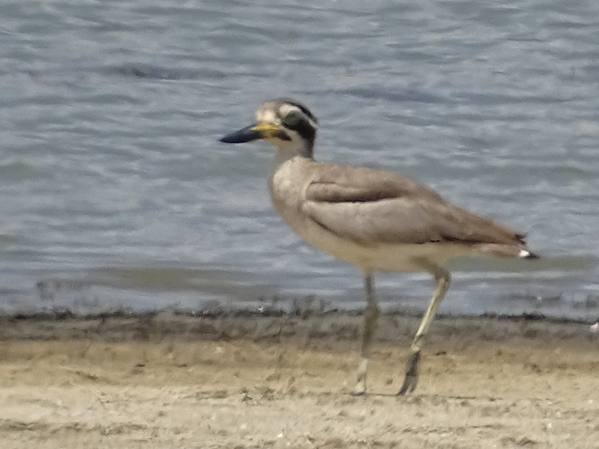 Great Thick-knee - ML618538241