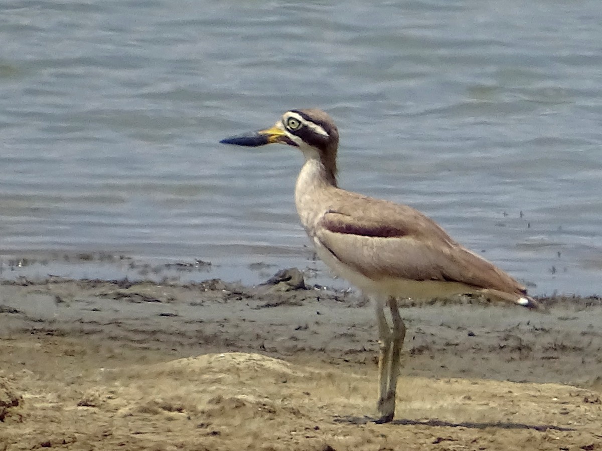 Great Thick-knee - ML618538244