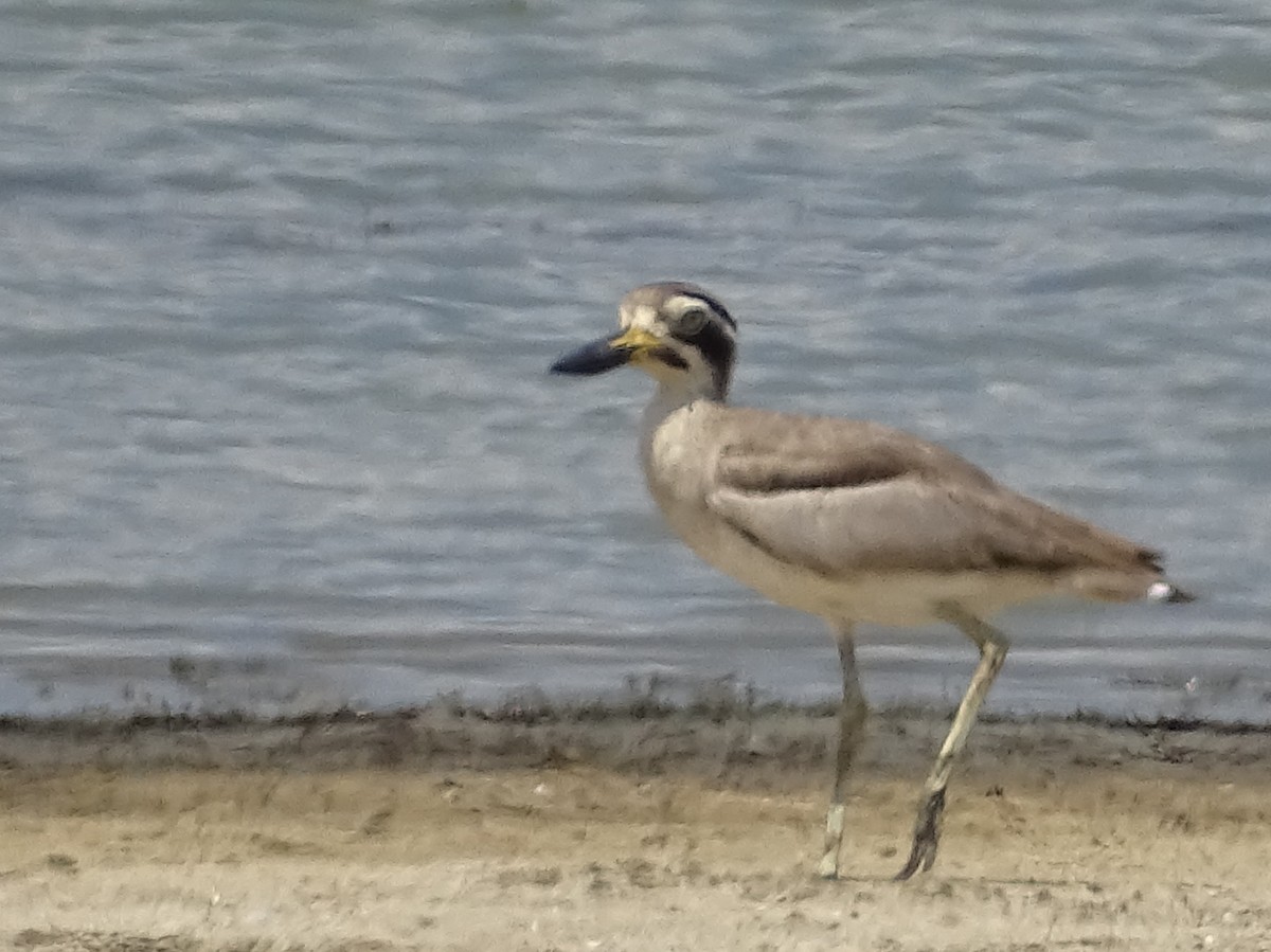 Great Thick-knee - ML618538247
