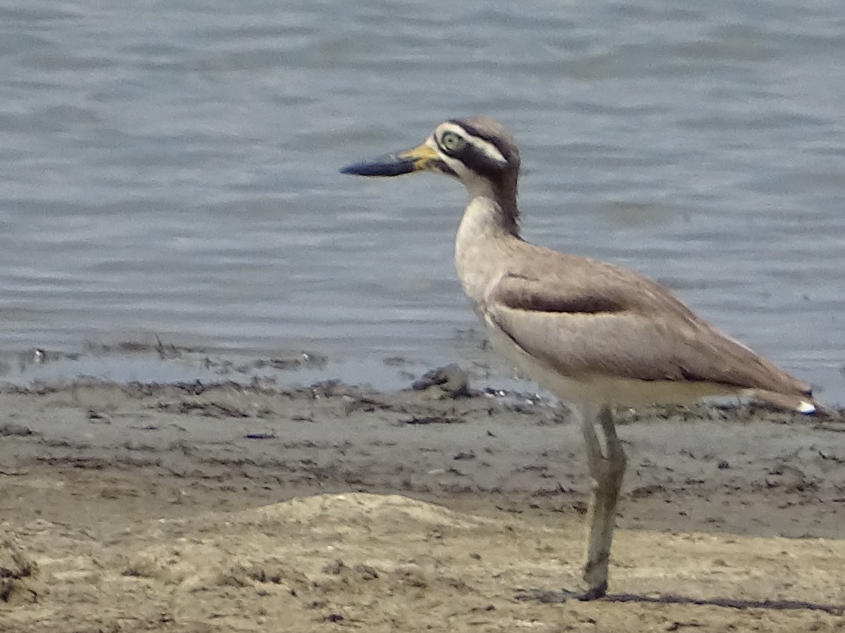 Great Thick-knee - ML618538248