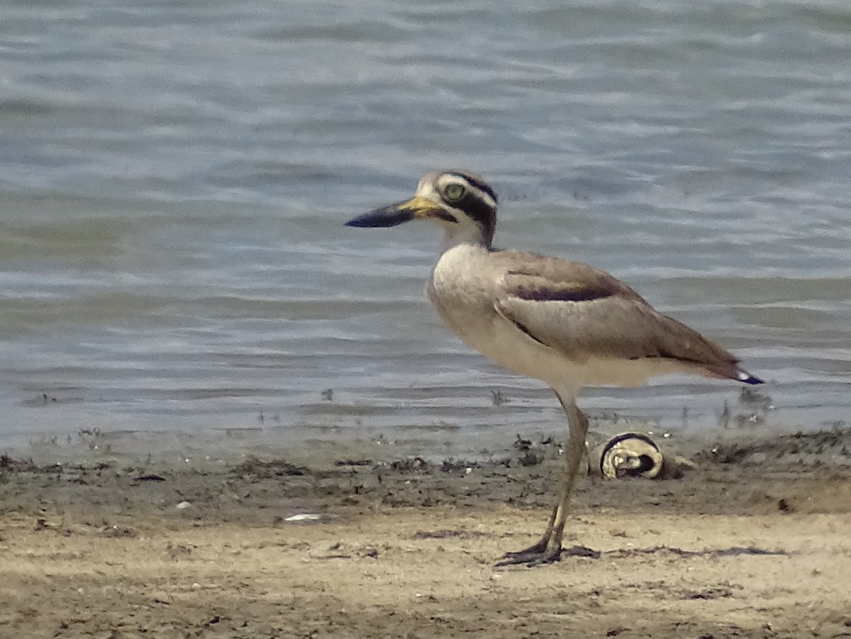 Great Thick-knee - ML618538250