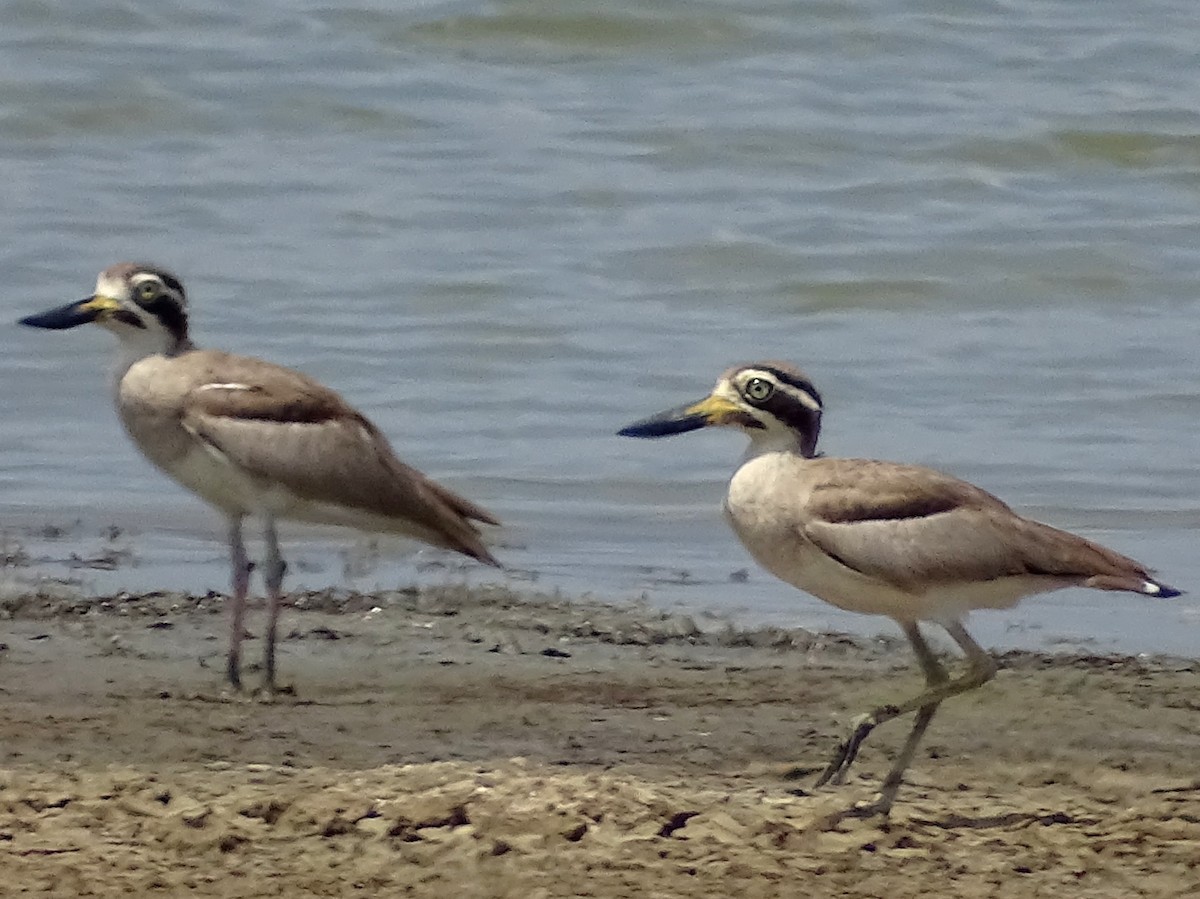 Great Thick-knee - ML618538251
