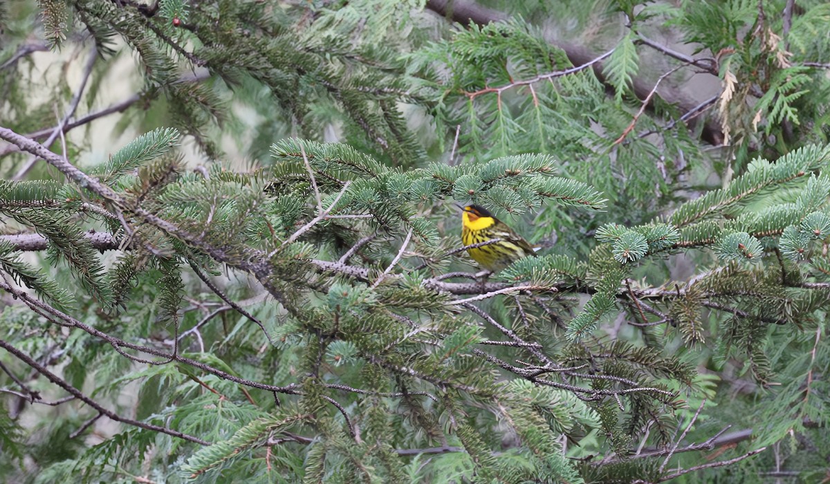 Cape May Warbler - ML618538255