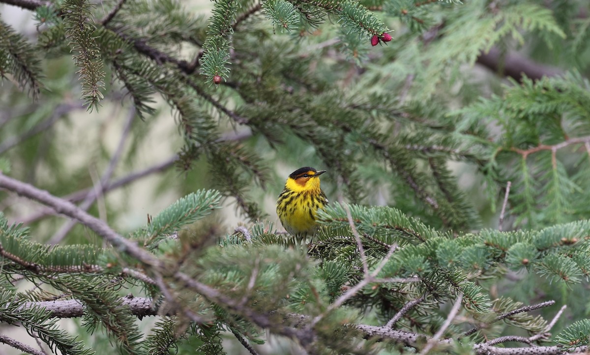 Cape May Warbler - ML618538256