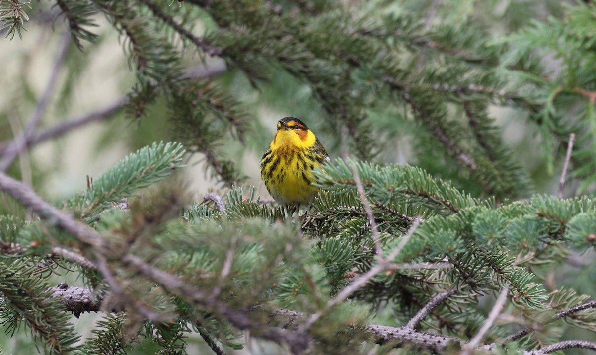 Cape May Warbler - ML618538257