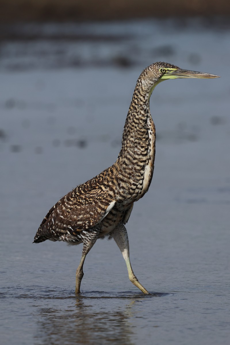 Bare-throated Tiger-Heron - Sally Veach