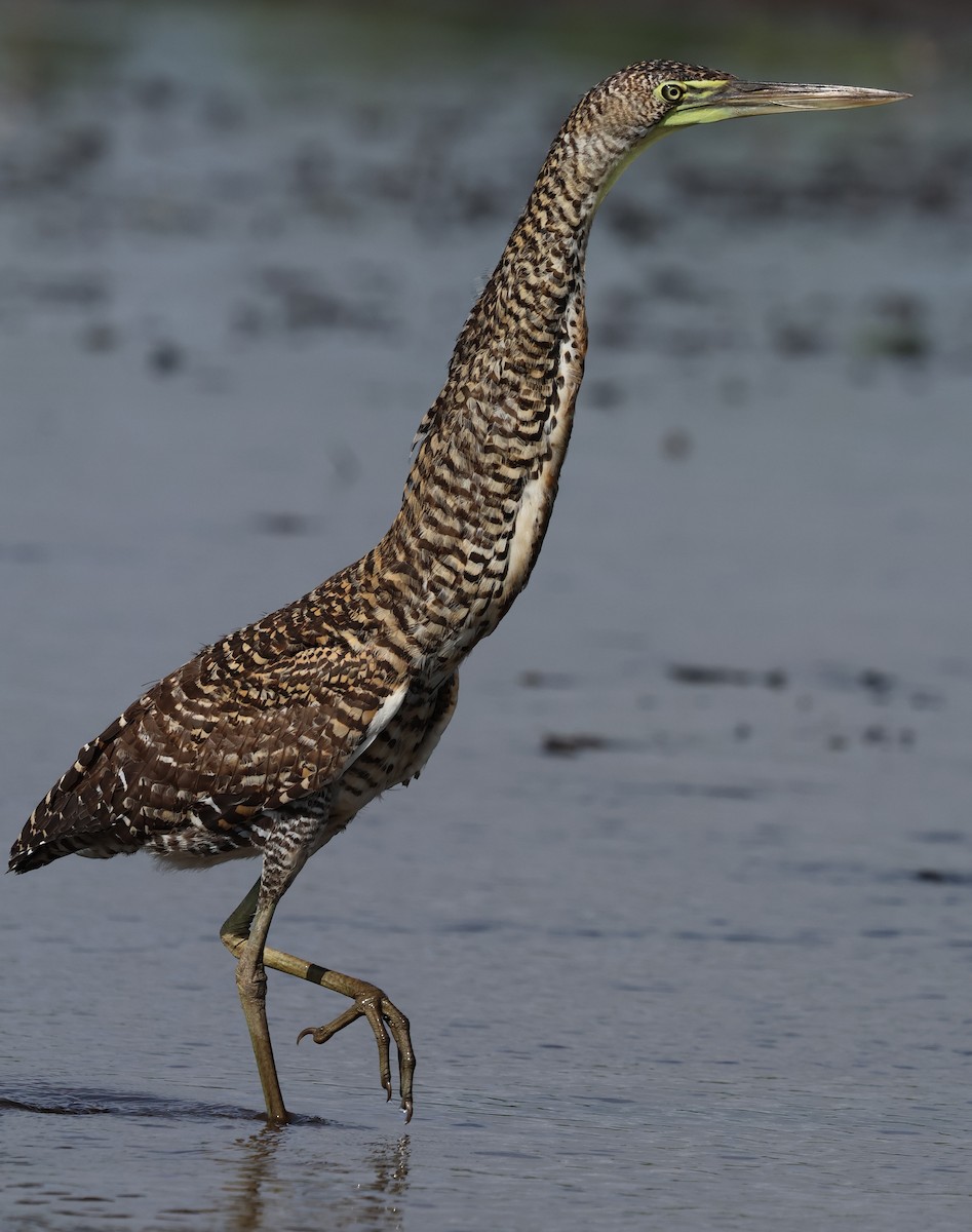Bare-throated Tiger-Heron - Sally Veach