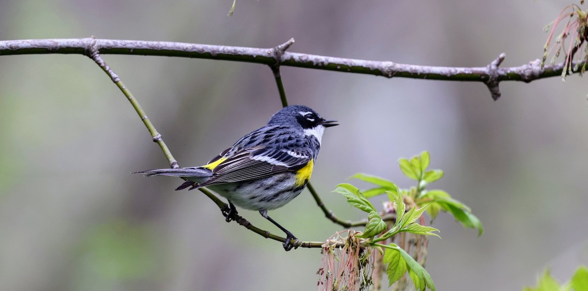 Yellow-rumped Warbler - Andray Gagne