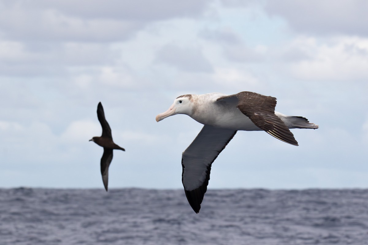 Antipodean Albatross (New Zealand) - ML618538283