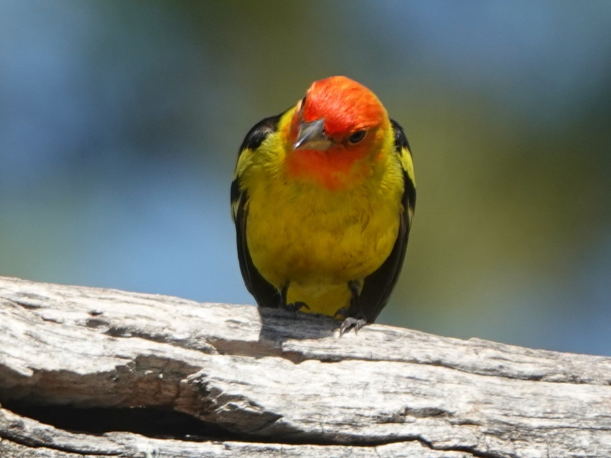 Western Tanager - ML618538340