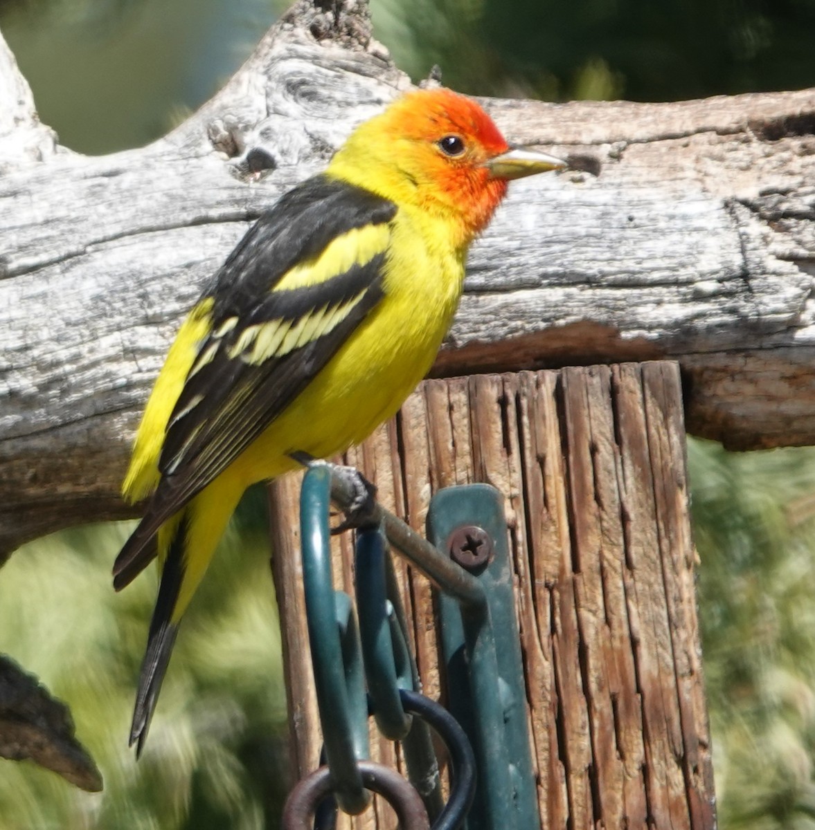 Western Tanager - ML618538341