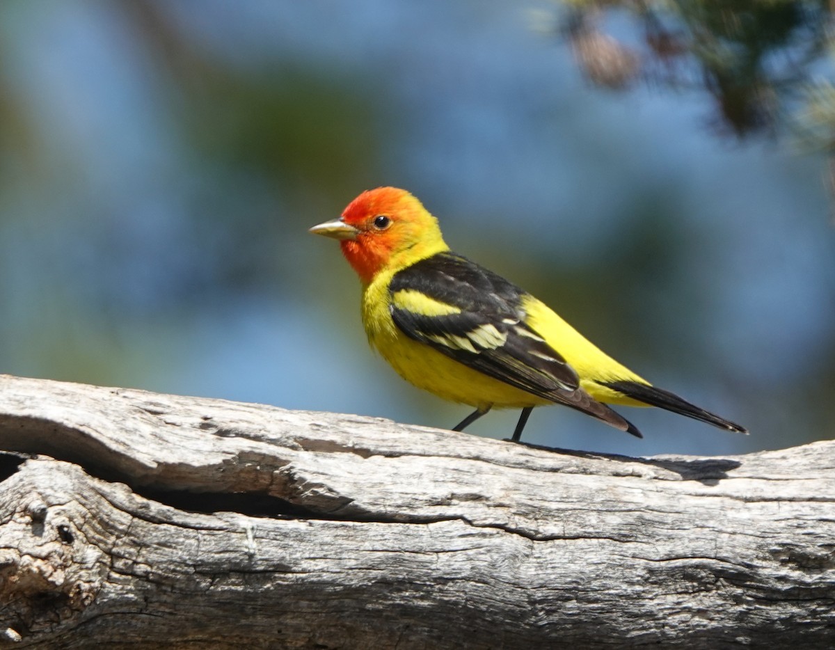 Western Tanager - ML618538342