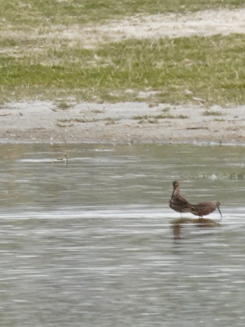 Long-billed Dowitcher - ML618538368