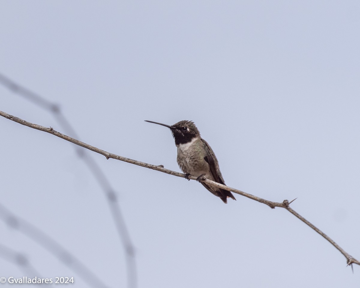 Black-chinned Hummingbird - ML618538389