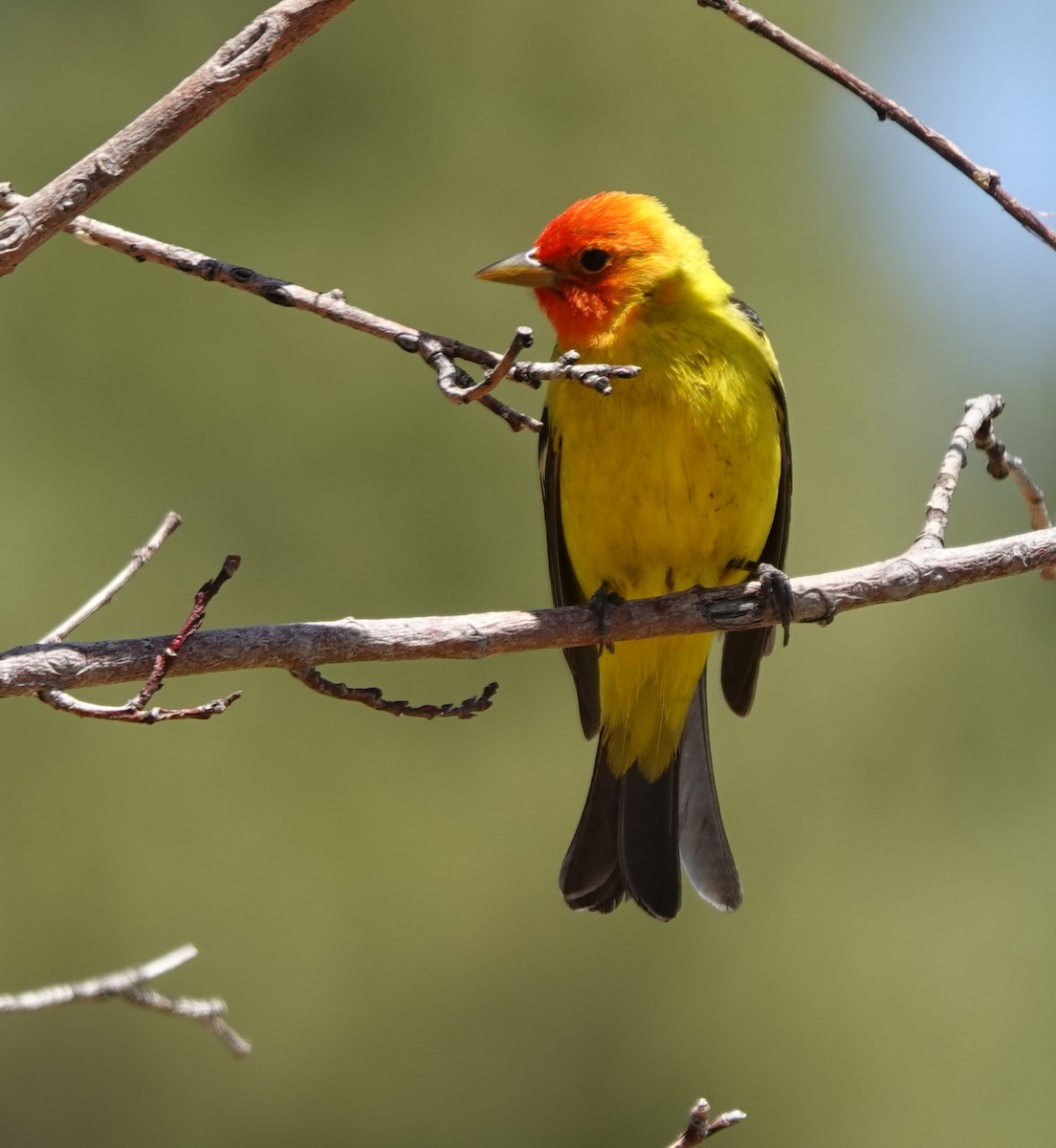 Western Tanager - ML618538423