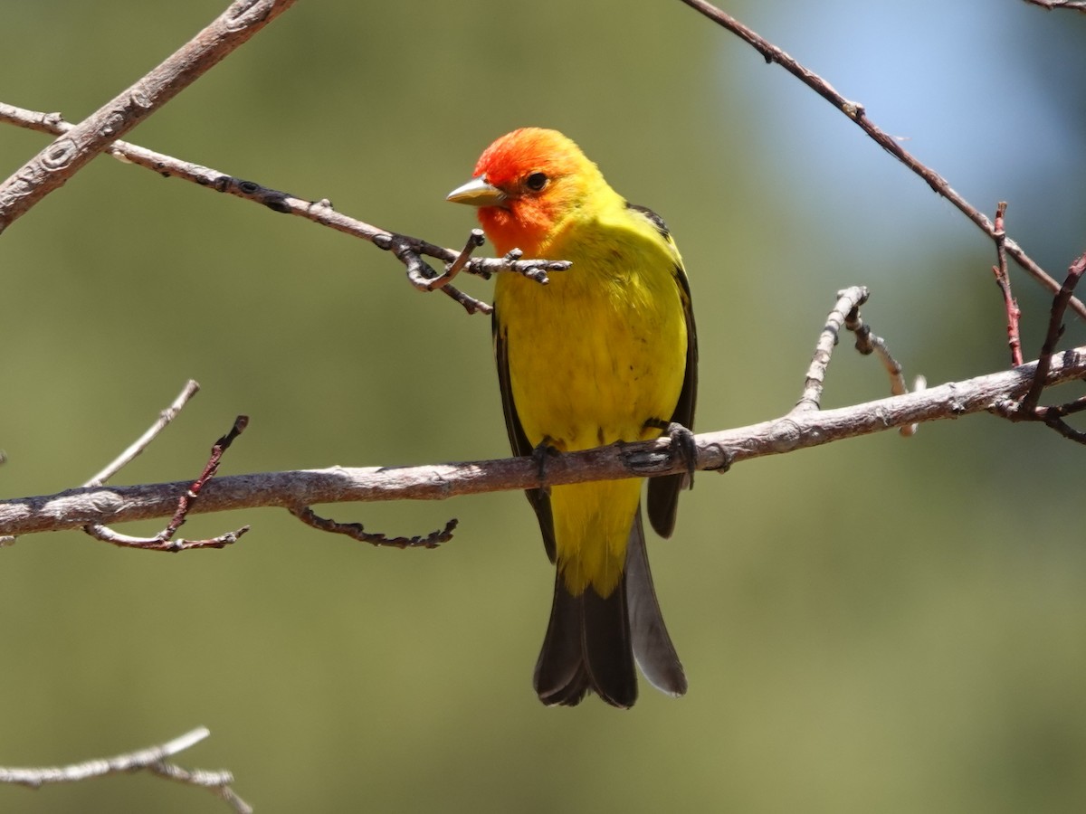Western Tanager - ML618538424
