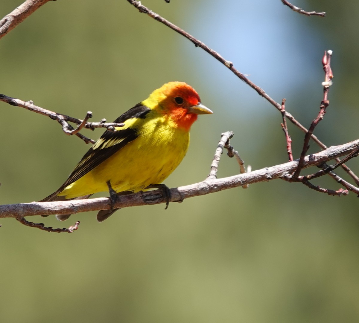 Western Tanager - ML618538425