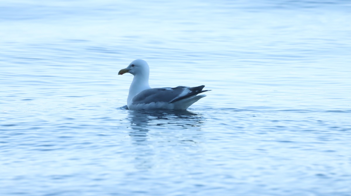 Western x Glaucous-winged Gull (hybrid) - Lani Hyde
