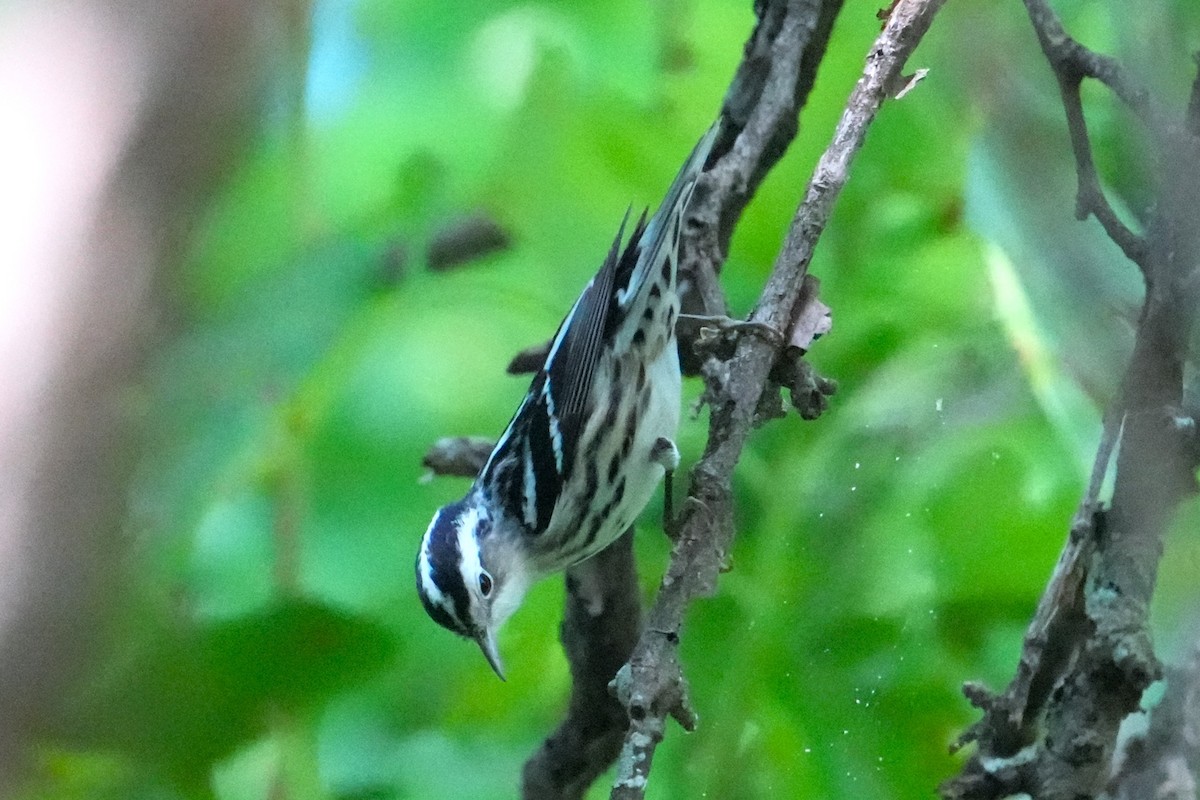 Black-and-white Warbler - ML618538481