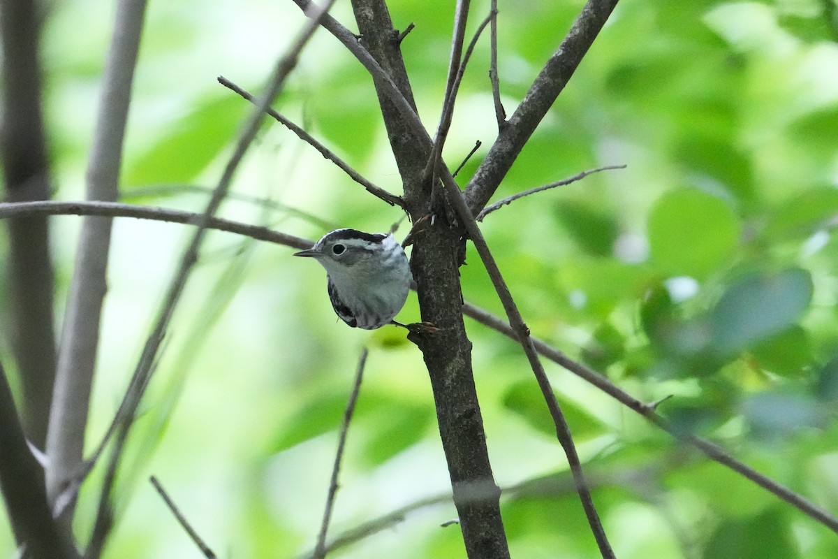 Black-and-white Warbler - ML618538482