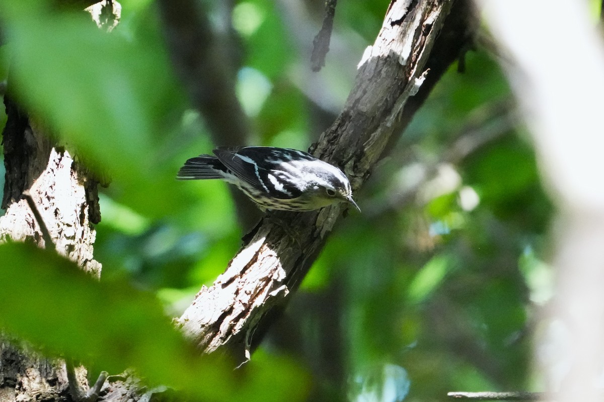 Black-and-white Warbler - ML618538483