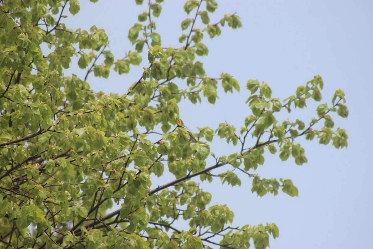 Black-throated Green Warbler - Andy Seifert