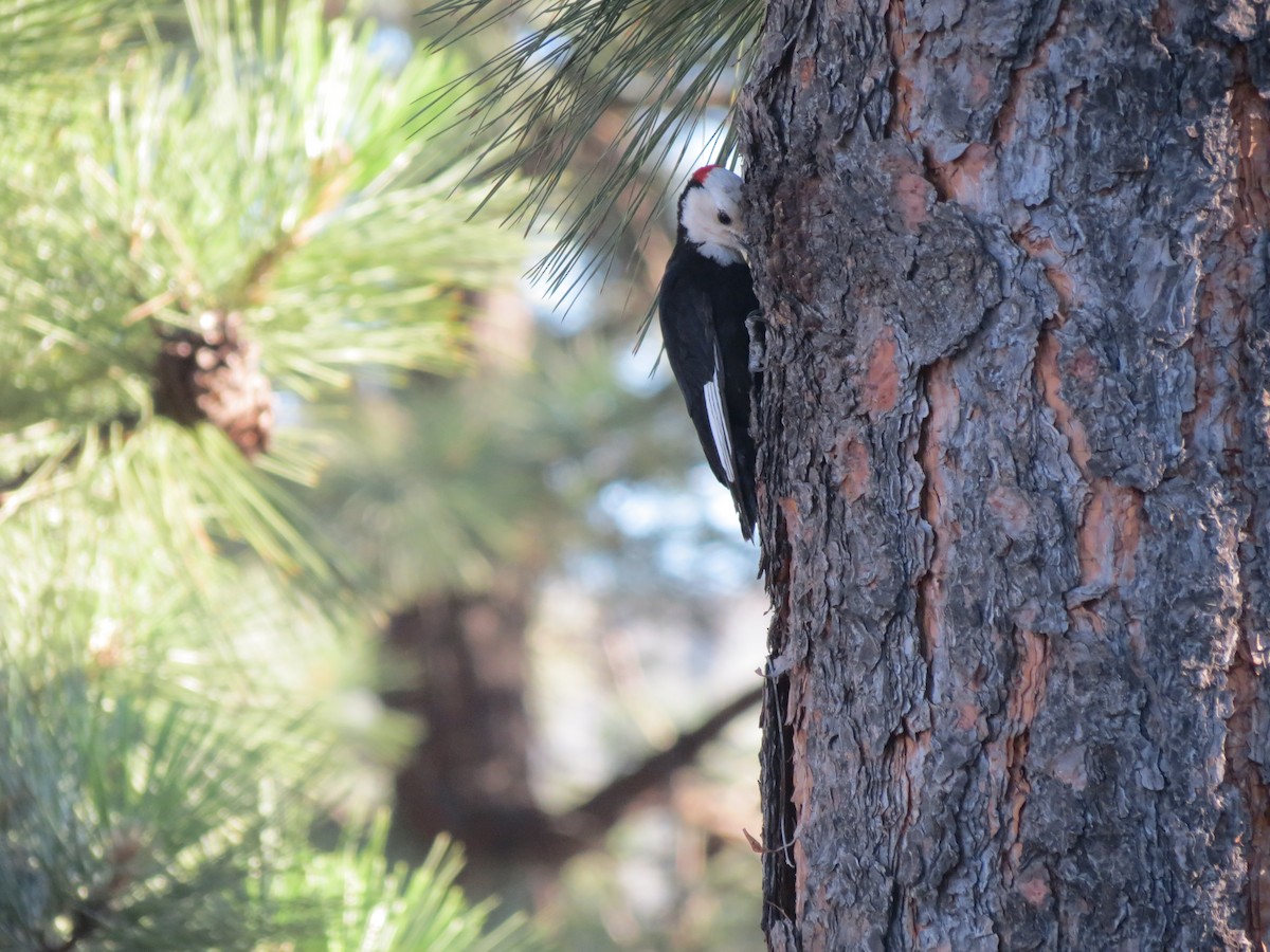 White-headed Woodpecker - ML618538502