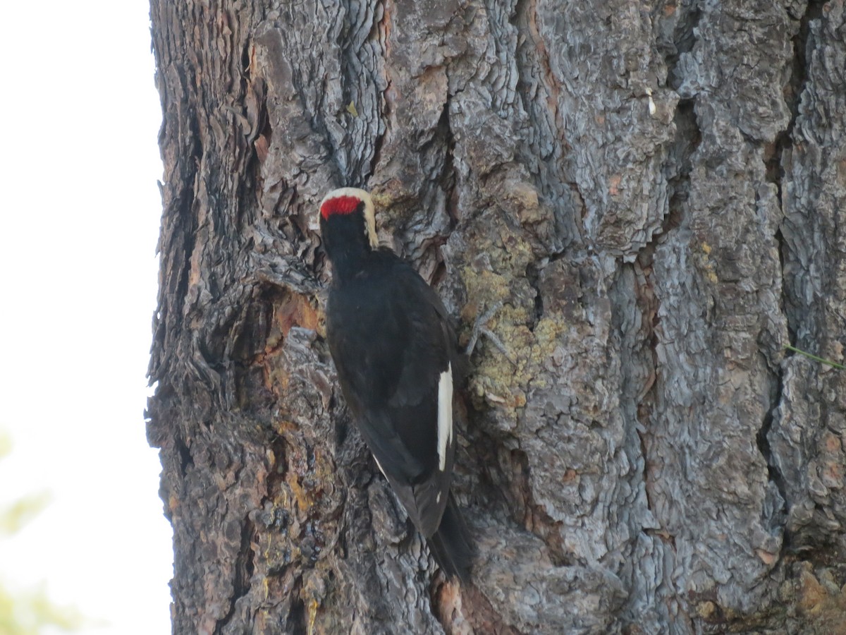 White-headed Woodpecker - ML618538508