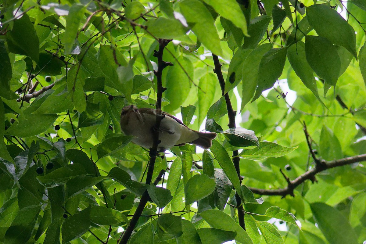 Black-whiskered Vireo - Stacy Smith