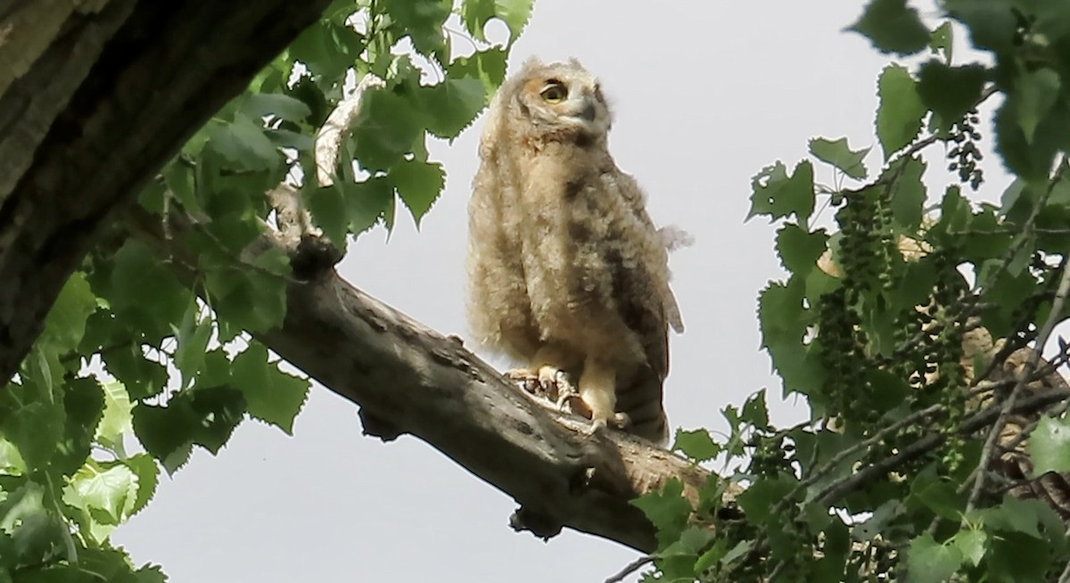 Great Horned Owl - ML618538559