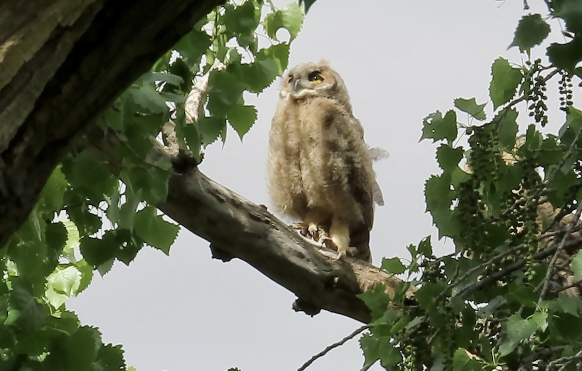Great Horned Owl - ML618538567