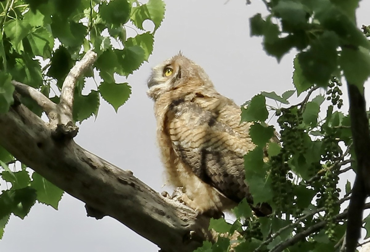 Great Horned Owl - ML618538568