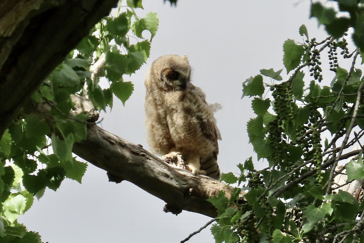 Great Horned Owl - ML618538572
